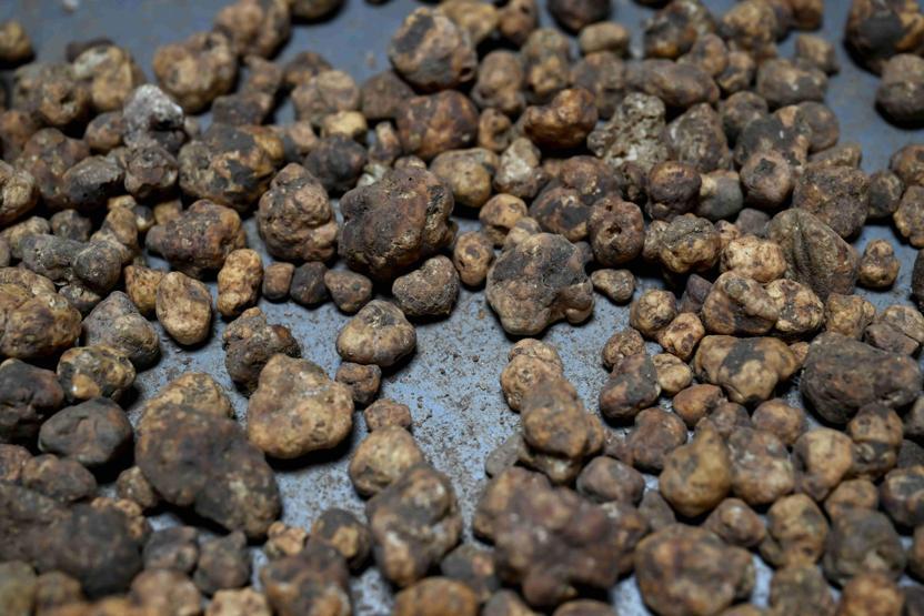 Türkiye’de keşfetti, Avrupa’ya satıyor Kilogramı 350 euro...