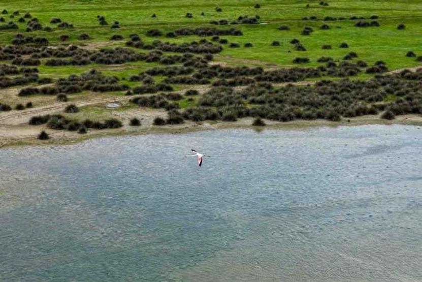 Kızılırmak Deltası Kuş Cenneti’nde bahar coşkusu