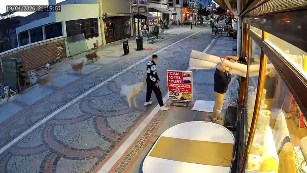 Sokak köpeğinin saldırısı kamerada