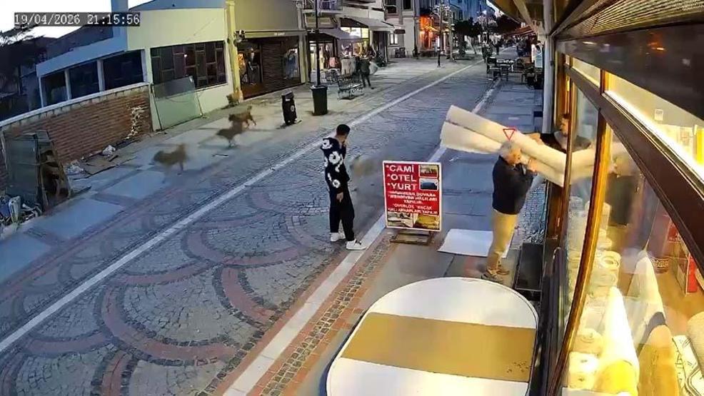 Sokak köpeğinin saldırısı kamerada