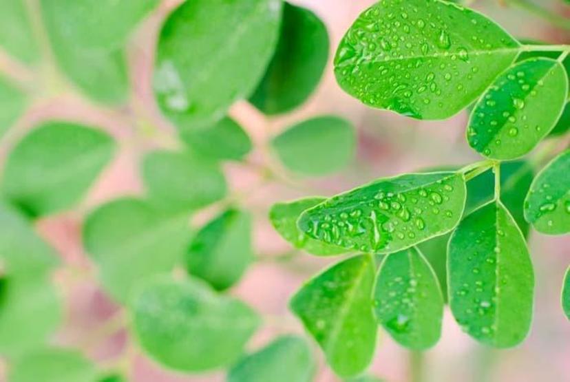Binlerce Yıllık Arıtma Tekniği Geri Döndü: ‘Mucize Ağaç’ Moringa, Mikroplastiklerle Kirlenmiş İçme Sularına Doğal Çözüm Sunuyor Zararlı Plastiklerin %98’ini Uzaklaştırıyor