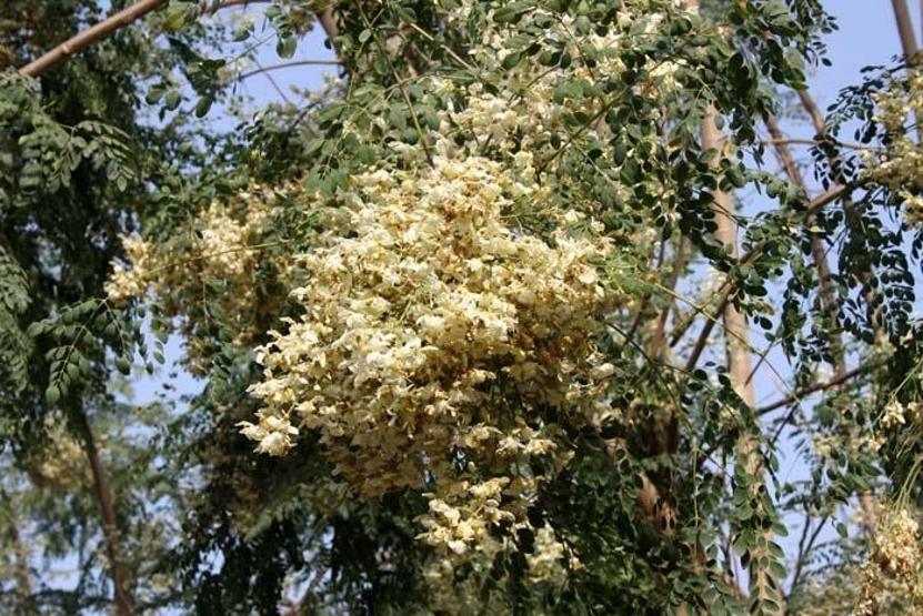 Binlerce Yıllık Arıtma Tekniği Geri Döndü: ‘Mucize Ağaç’ Moringa, Mikroplastiklerle Kirlenmiş İçme Sularına Doğal Çözüm Sunuyor Zararlı Plastiklerin %98’ini Uzaklaştırıyor