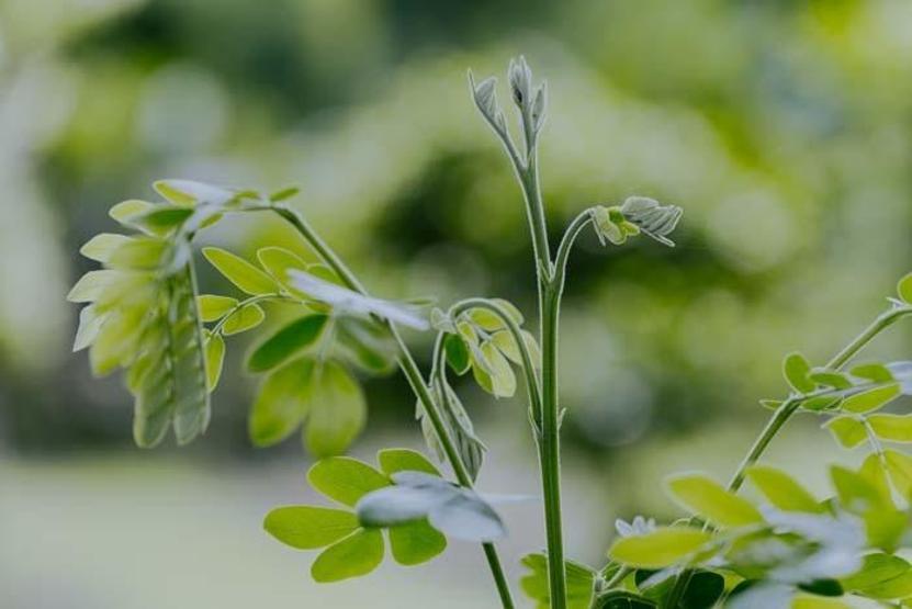 Binlerce Yıllık Arıtma Tekniği Geri Döndü: ‘Mucize Ağaç’ Moringa, Mikroplastiklerle Kirlenmiş İçme Sularına Doğal Çözüm Sunuyor Zararlı Plastiklerin %98’ini Uzaklaştırıyor