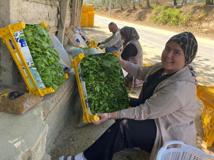 Alaşehir’de yaprak mesaisi başladı: Üreticiye erken kazanç kapısı