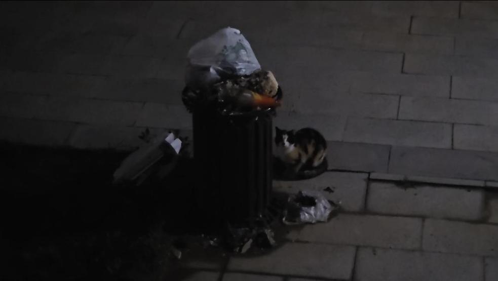 İstanbuldaki bir sitede kedi katliamı iddiası