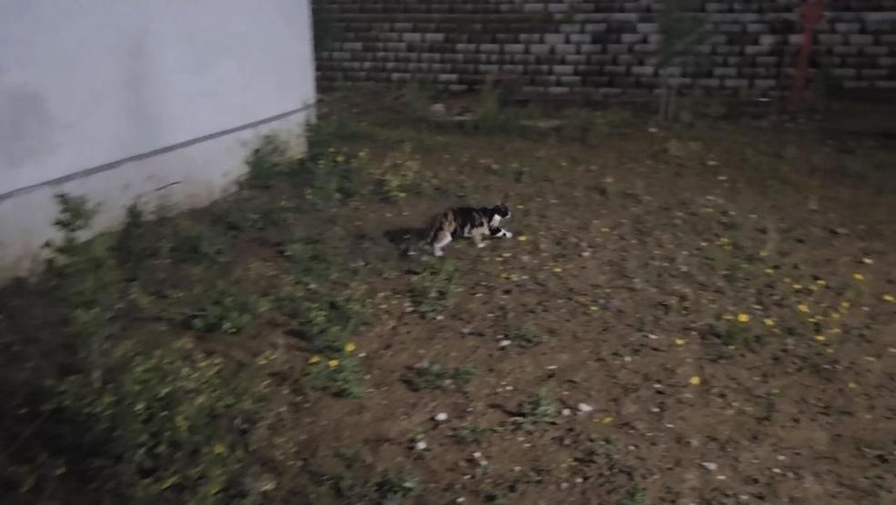 İstanbuldaki bir sitede kedi katliamı iddiası