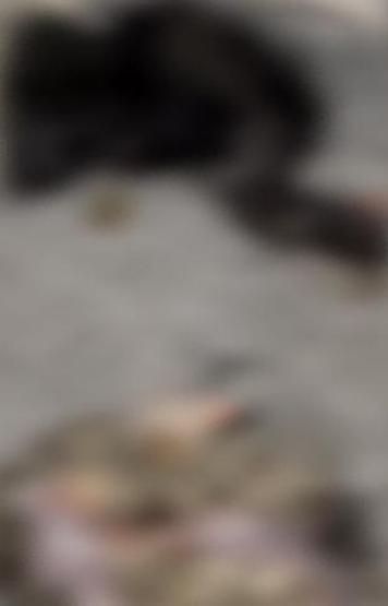 İstanbuldaki bir sitede kedi katliamı iddiası