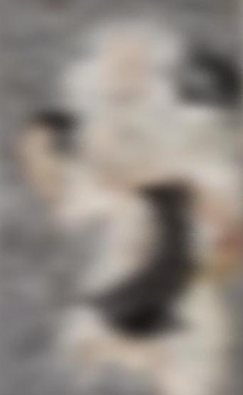İstanbuldaki bir sitede kedi katliamı iddiası