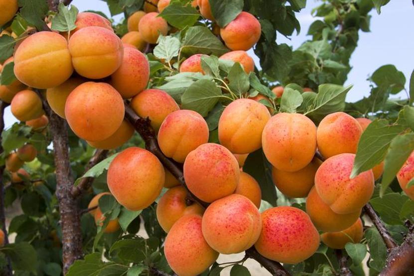 Dünyanın en sağlıklı 30 süper besini Zirvedeki lezzet şaşırttı İçinde yok yok: Magnezyum, demir, B2, B3 ve E vitamini...
