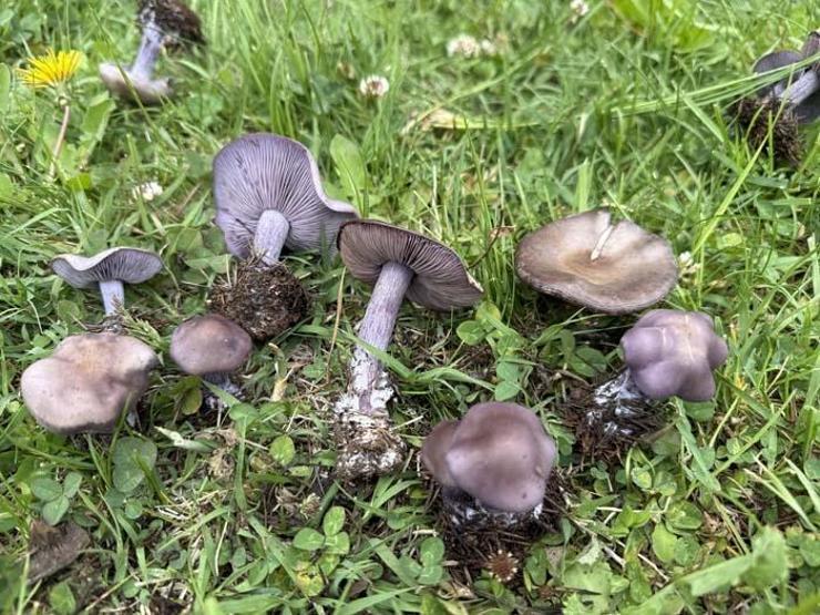 Mavi Cincile ile Karıştırılan Örümcek Mantarına Dikkat Doğada Mantar Mesaisi: Bahar Geldi, Risk Arttı
