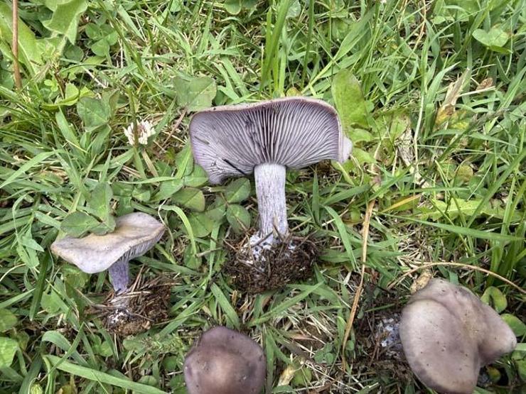 Mavi Cincile ile Karıştırılan Örümcek Mantarına Dikkat Doğada Mantar Mesaisi: Bahar Geldi, Risk Arttı