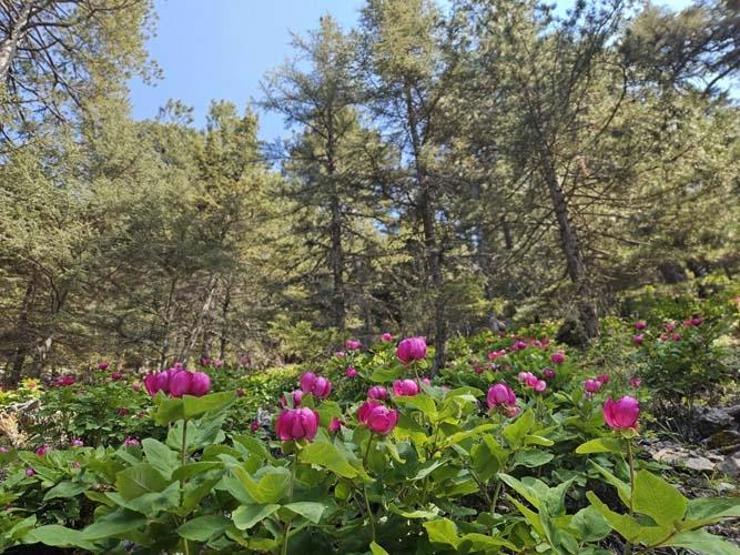Bu çiçeği koparan yandı Cezası tam 699 bin TL: En çok bu bölgede yetişiyor