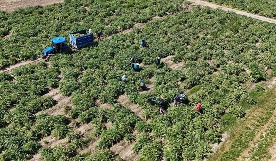 Sağlığa Faydası Say Say Bitmiyor... Yeşil Elmas Aydında Üretiliyor, Yurdun Dört Bir Yanına Gönderiliyor