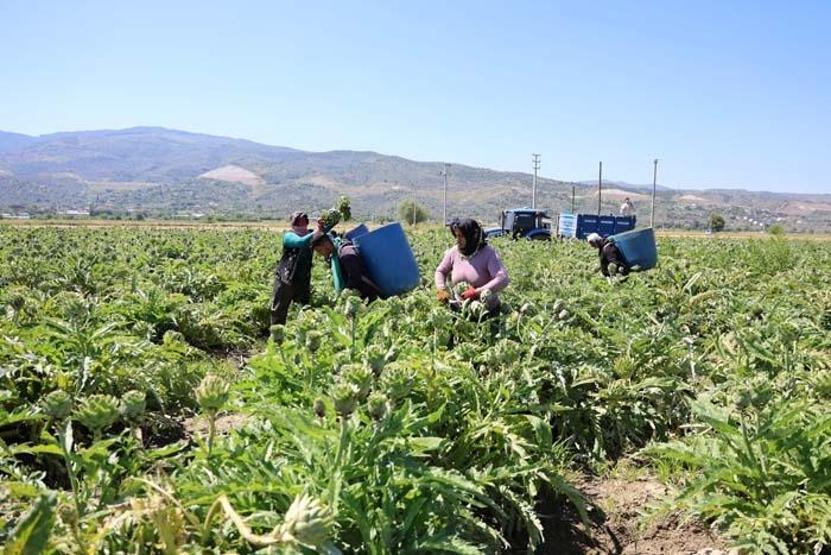 Sağlığa Faydası Say Say Bitmiyor... Yeşil Elmas Aydında Üretiliyor, Yurdun Dört Bir Yanına Gönderiliyor