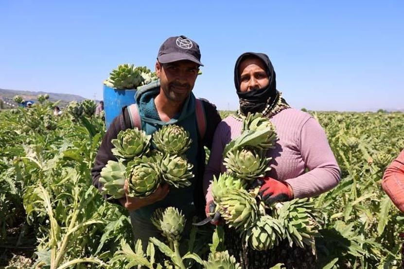 Sağlığa Faydası Say Say Bitmiyor... Yeşil Elmas Aydında Üretiliyor, Yurdun Dört Bir Yanına Gönderiliyor