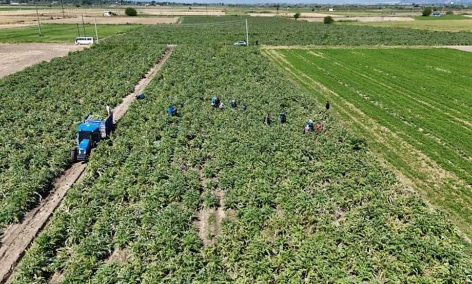 Sağlığa Faydası Say Say Bitmiyor... Yeşil Elmas Aydında Üretiliyor, Yurdun Dört Bir Yanına Gönderiliyor