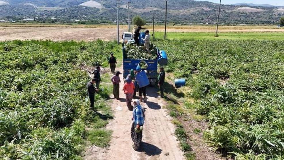 Sağlığa Faydası Say Say Bitmiyor... Yeşil Elmas Aydında Üretiliyor, Yurdun Dört Bir Yanına Gönderiliyor