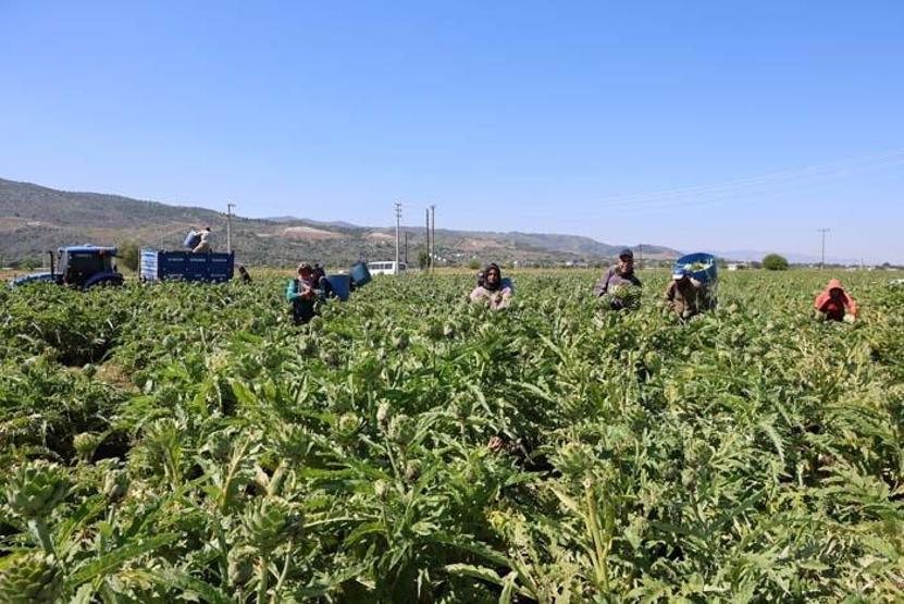 Sağlığa Faydası Say Say Bitmiyor... Yeşil Elmas Aydında Üretiliyor, Yurdun Dört Bir Yanına Gönderiliyor