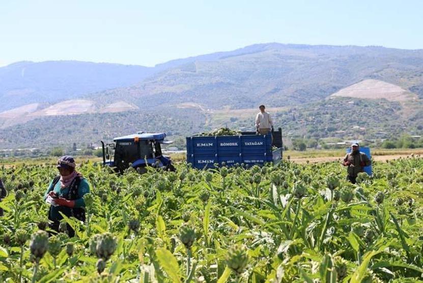Sağlığa Faydası Say Say Bitmiyor... Yeşil Elmas Aydında Üretiliyor, Yurdun Dört Bir Yanına Gönderiliyor