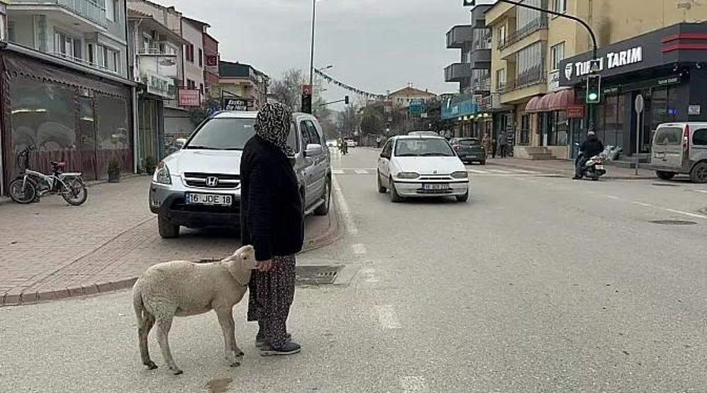 Kaybolan Çorap kurbanlık olmaktan son anda kurtuldu