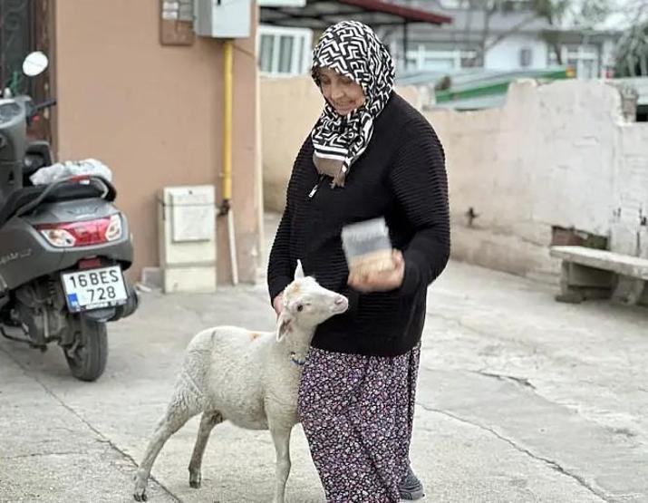 Kaybolan Çorap kurbanlık olmaktan son anda kurtuldu