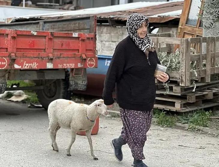 Kaybolan Çorap kurbanlık olmaktan son anda kurtuldu