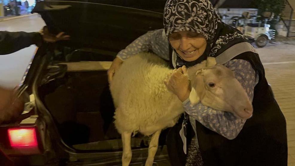 Kaybolan Çorap kurbanlık olmaktan son anda kurtuldu