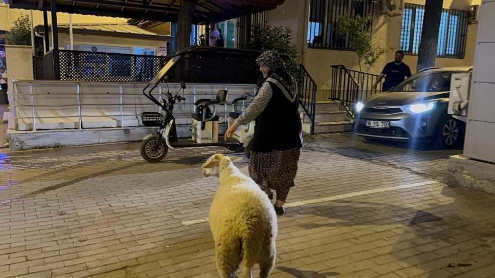 Kaybolan Çorap kurbanlık olmaktan son anda kurtuldu