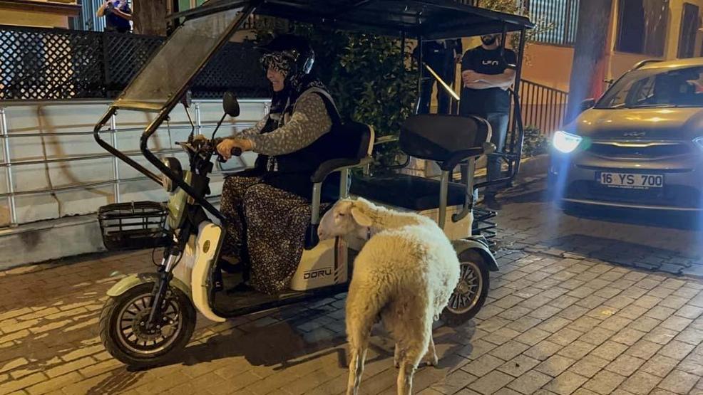 Kaybolan Çorap kurbanlık olmaktan son anda kurtuldu