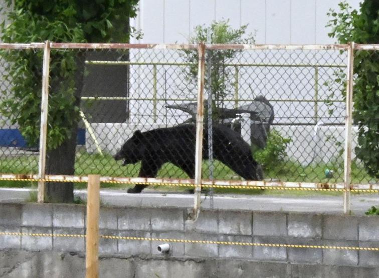 Tokyo kapılarına dayandı ‘Ayı’ alarmı sonrası 100 okulda eğitime ara verildi…