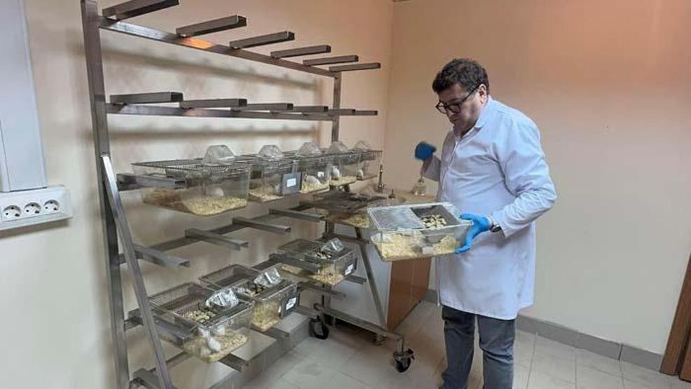 KISIRLIĞA ÇARE Mİ Giresun Fındığı ile İlgili Dikkat Çeken Araştırma
