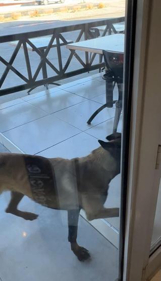 Dinlenme tesisinde dehşet Sahipsiz köpek kolunu kopardı