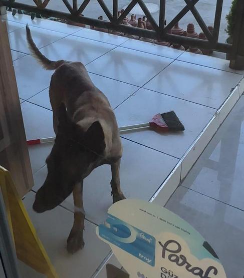 Dinlenme tesisinde dehşet Sahipsiz köpek kolunu kopardı