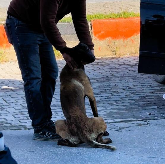Dinlenme tesisinde dehşet Sahipsiz köpek kolunu kopardı