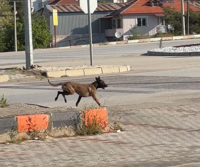 Dinlenme tesisinde dehşet Sahipsiz köpek kolunu kopardı