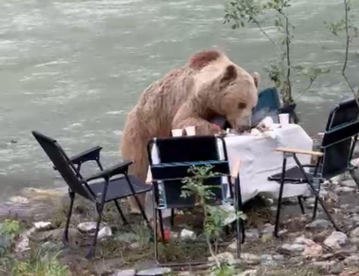 Piknik masasına davetsiz misafir: Bozayı ile kahvaltı keyfi...