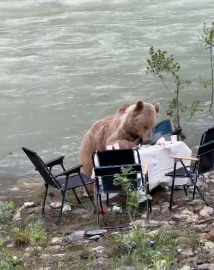 Piknik masasına davetsiz misafir: Bozayı ile kahvaltı keyfi...