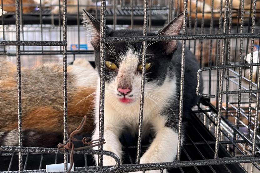 Vietnamda kedi eti çetesine baskın Çalınan yüzlerce patili, kesilmek üzereyken kurtarıldı...