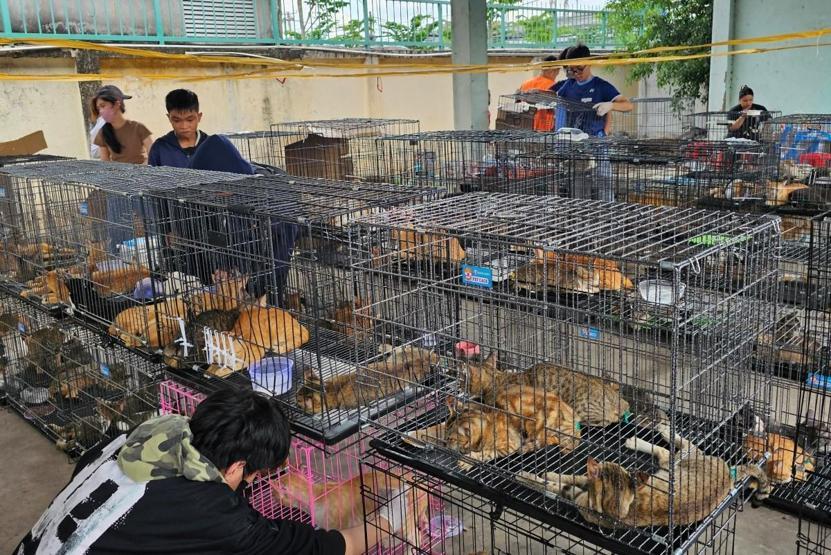 Vietnamda kedi eti çetesine baskın Çalınan yüzlerce patili, kesilmek üzereyken kurtarıldı...