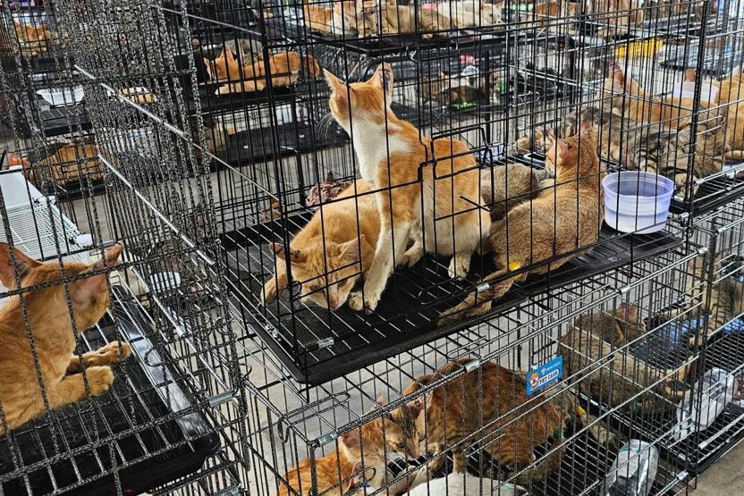 Vietnamda kedi eti çetesine baskın Çalınan yüzlerce patili, kesilmek üzereyken kurtarıldı...