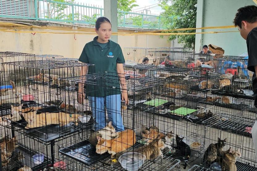 Vietnamda kedi eti çetesine baskın Çalınan yüzlerce patili, kesilmek üzereyken kurtarıldı...