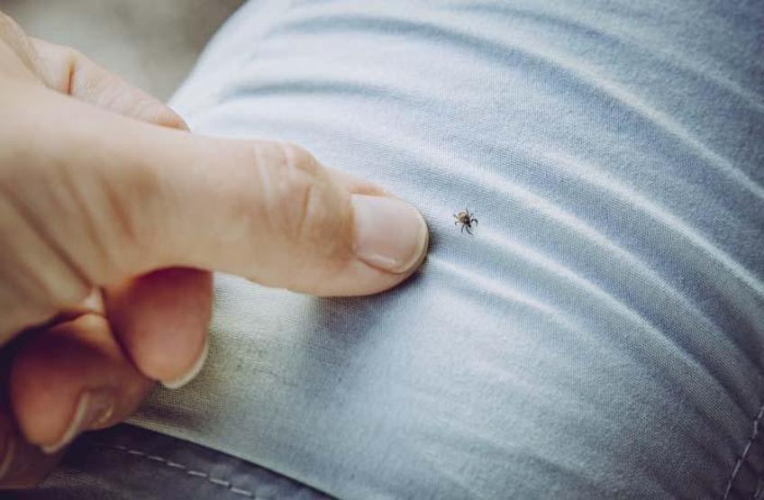 KENE VÜCUTTAN NASIL ÇIKARILIR Aman Dikkat Böyle Dokunan Yandı Yanlış Müdahale Hayati Olabilir... Uzmanlardan Net Uyarı