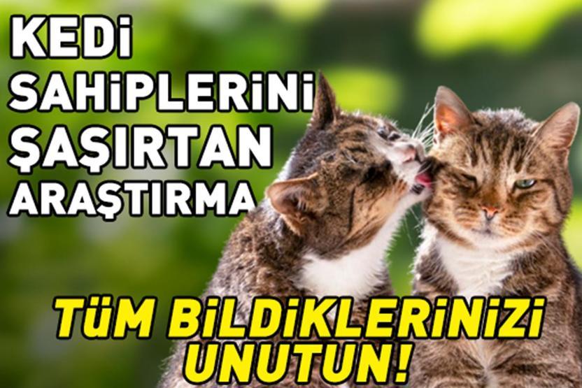 Sadece Sevgiden Sanılıyordu Kedilerin Birbirini Yalamasının Nedeni Belli Oldu