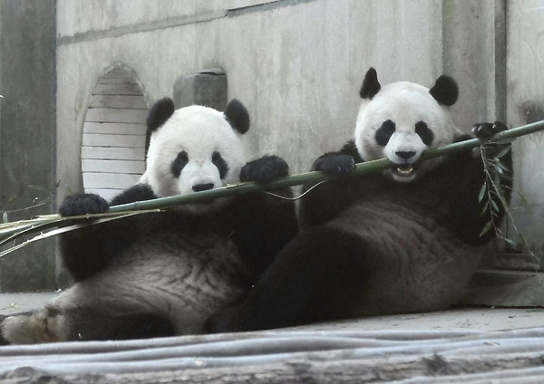 Tuan Tuan ve Yuan Yuan