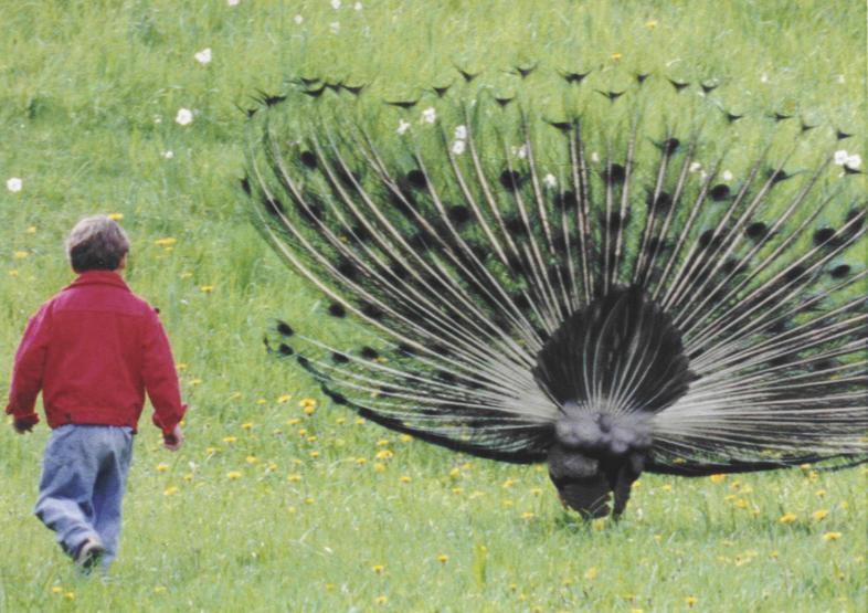 Dünyanın nabzı bu festivalde atıyor