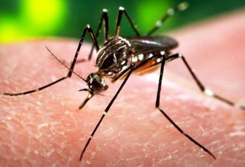 Sivrisinekten bulaşan Dang Humması (Dengue Fever) nedir, belirtileri nelerdir
