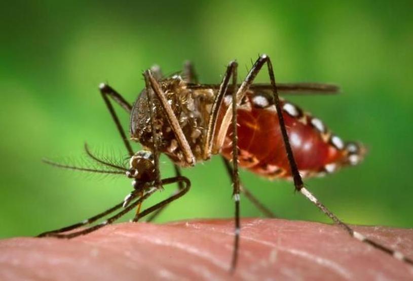 Sivrisinekten bulaşan Dang Humması (Dengue Fever) nedir, belirtileri nelerdir
