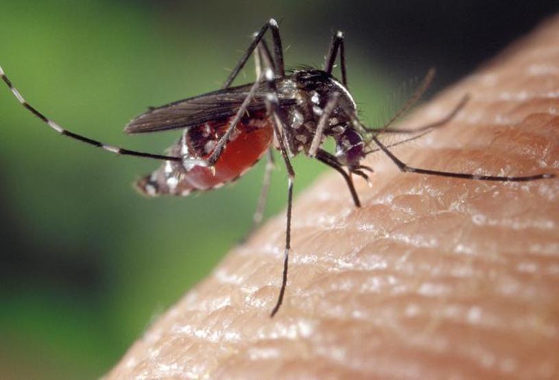 Sivrisinekten bulaşan Dang Humması (Dengue Fever) nedir, belirtileri nelerdir