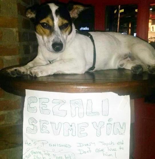 Sahibinin cezalandırdığı Jack, turistlerin ilgi odağı oldu