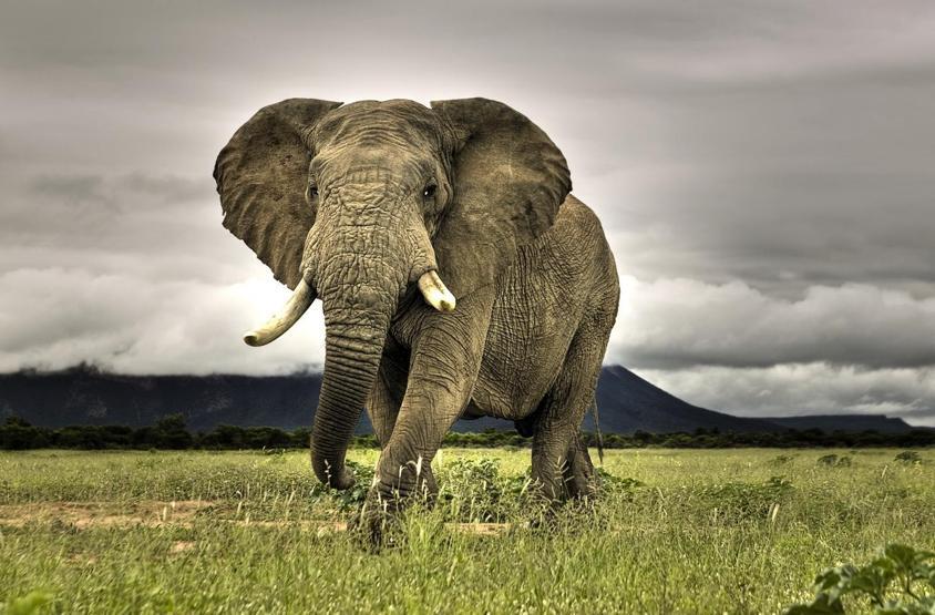 Dünya fil gününde filler hakkında bilinmeyenler